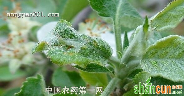 苹果顶梢卷叶蛾的防治方法