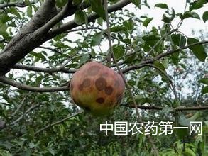 苹果叶螨的防治