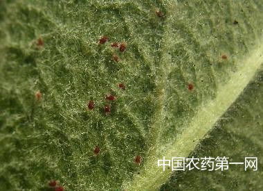 苹果树红蜘蛛防治的关键措施