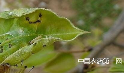 苹果卷叶蛾的防治措施