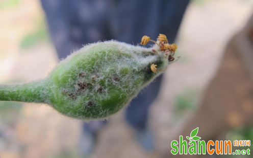 绿盲蝽对苹果树幼果有何危害？如何防治？