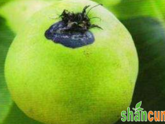 梨树黄粉蚜有何危害？如何防治？