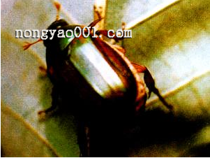 猕猴桃金龟甲