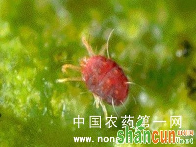 石榴红蜘蛛