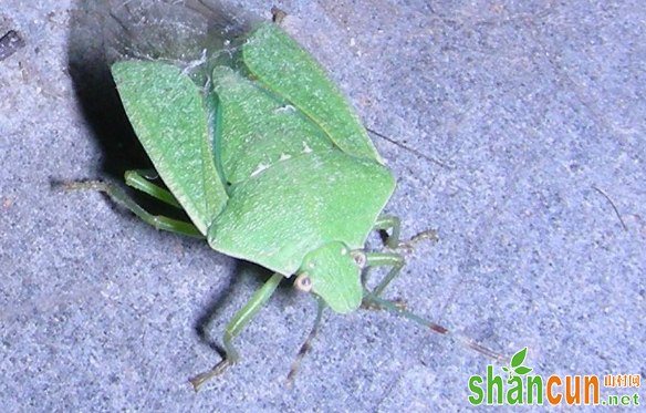 石榴绿盲蝽有何危害症状？如何科学防治？