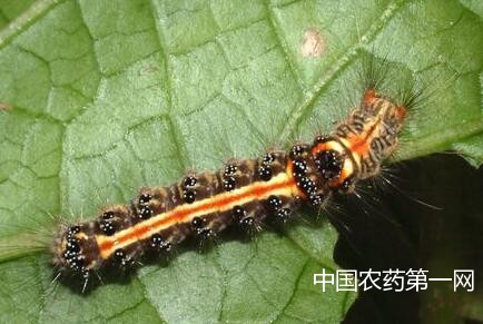 葡萄台湾黄毒蛾的防治方法