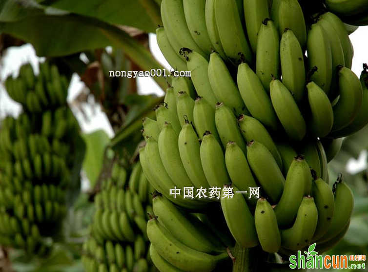 香蕉各种病虫害的防治措施