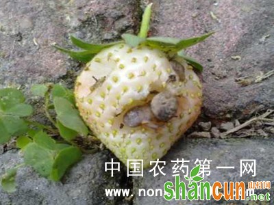 草莓蜗牛