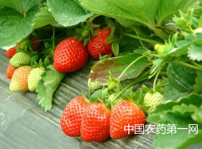 大棚草莓红蜘蛛防治措施