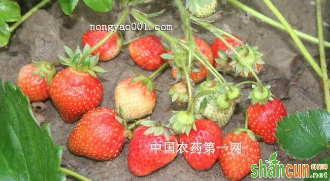 如何防治草莓芽线虫病