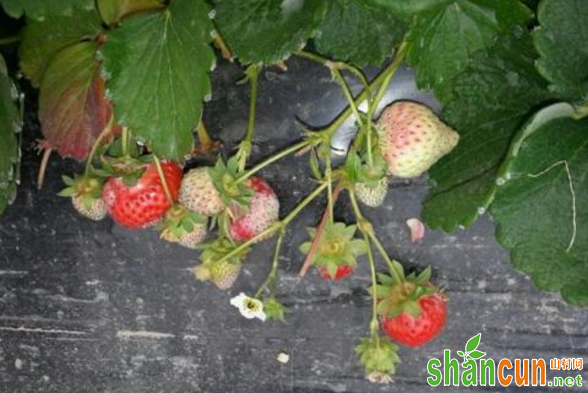 如何预防草莓结果后期白粉病和灰霉病的联合危害？