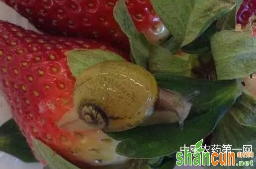 如何防治草莓园里的蜗牛