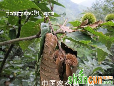 板栗重点虫害防治措施