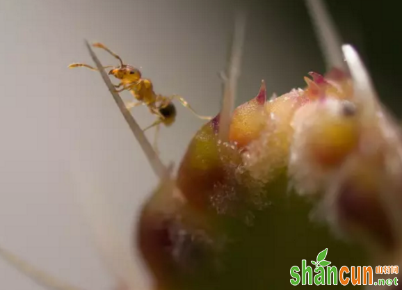 火龙果如何科学防治蚂蚁危害？