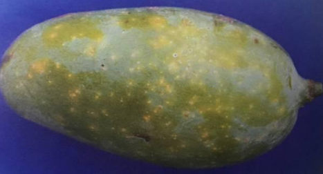 芒果上常见的介壳虫有哪些？如何防治？