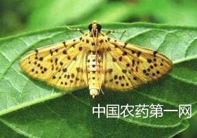 桃蛀螟的防治方法