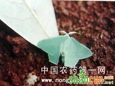 荔枝渺樟翠尺蛾