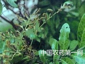 荔枝、龙眼蒂蛀虫防治要选对时机