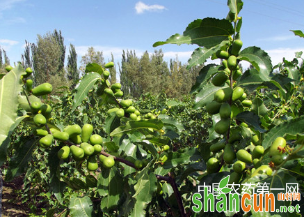 枣园虫害中草药生物防治