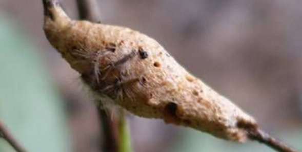 如何科学防治荔枝木毒蛾？