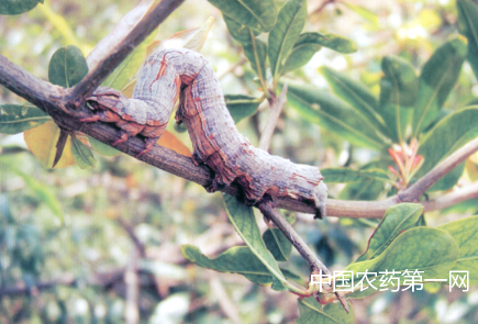 啃食桑树枣尺蠖的防治方法