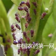 如何防治柑橘红蜘蛛虫害？