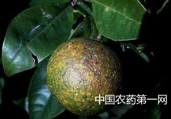 防治柑桔蚧类