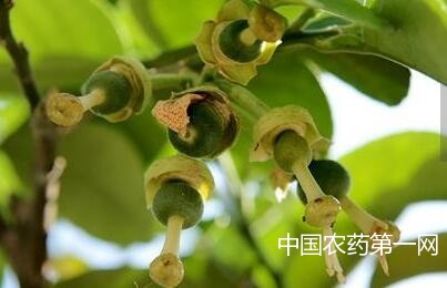 红肉蜜柚怎么管理？