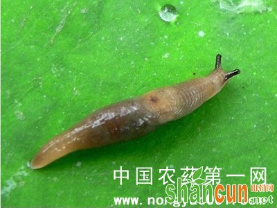 西瓜蛞蝓