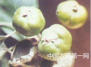 苹果缩果病