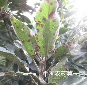 防治苹果早期落叶病