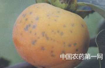 柿树炭疽病的综合防治