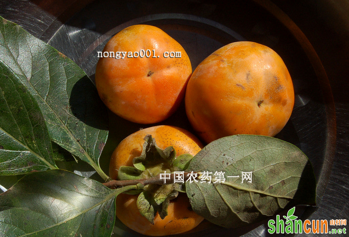 日本甜柿角斑病的识别和防治技术