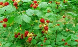 山莓主要病虫害的防治方法