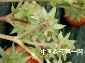 如何防治草莓的病毒病