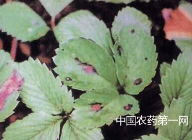 草莓角斑病菌如何防治？