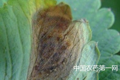 如何防治草莓黑斑病？