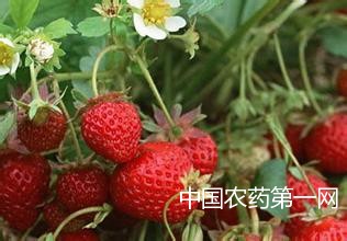 如何防治草莓的细菌性叶斑病