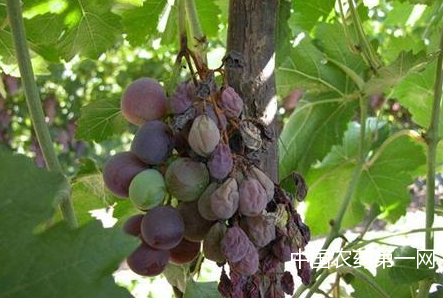 葡萄生长后期烂果