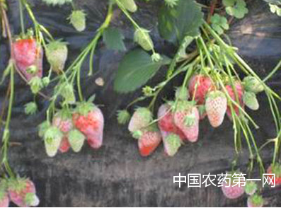 冬季防治保护地草莓白粉病