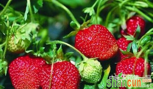 大棚草莓里的病虫害如何防治