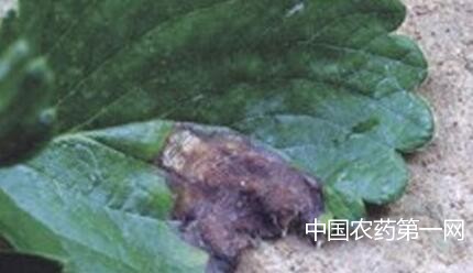 如何防治草莓刺环毛孢轮斑病