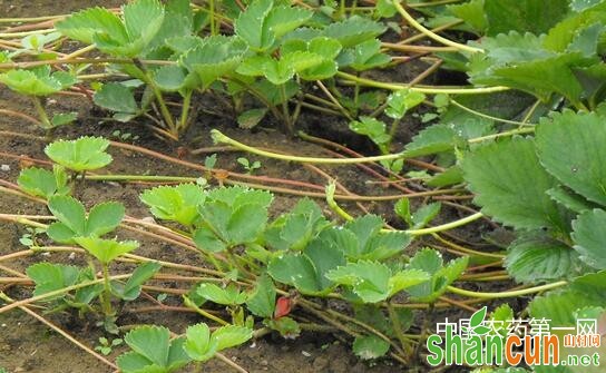 如何科学防治草莓重茬病？