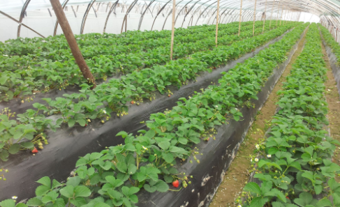 草莓移栽后用什么除草剂比较安全?