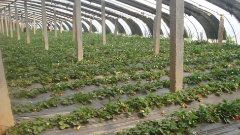 大棚草莓如何应对异常天气？