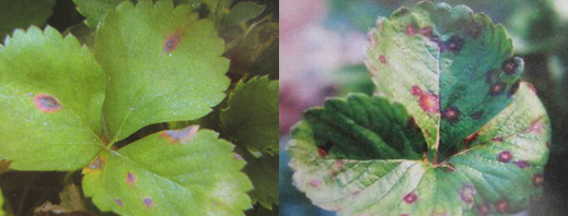 如何防治草莓角斑病？