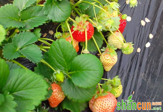 草莓为什么会没长大就红果？