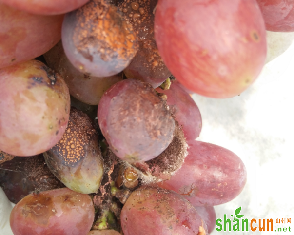 葡萄烂果的主要病害有哪些?