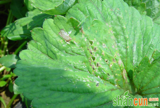 草莓细菌性叶斑病有何症状？如何防治？