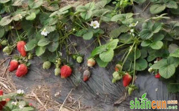 大棚草莓烂果的原因是什么？如何防治？